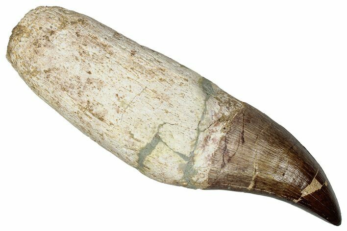 Fossil Rooted Mosasaur (Mosasaurus?) Tooth - Morocco #336375